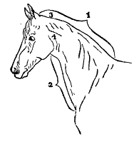 hals fig 1