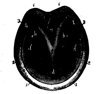 hof fig 2 hof fig 2